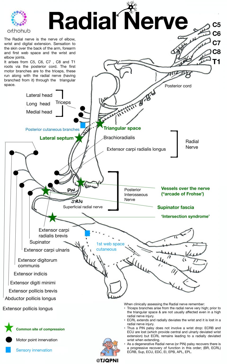 How To Examine The Radial Nerve With Tom Quick - Orthohub